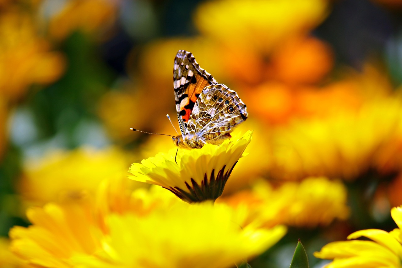 How to Create a Butterfly-Friendly Backyard